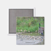 Canada Geese Mam Babies Natuur Foto Magnet (Voorkant / Achterkant)