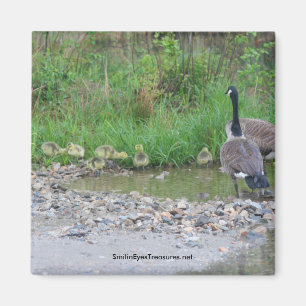 Canada Geese Mam Babies Natuur Foto Magnet