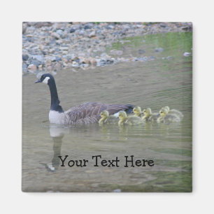 Canada Geese Mam Babies Natuur Foto Magnet