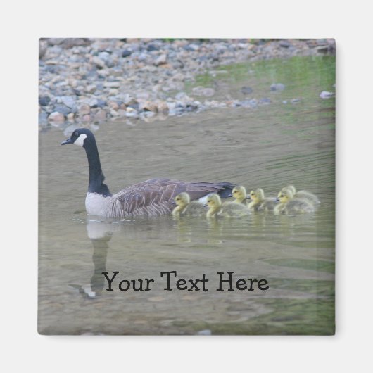 Canada Geese Mam Babies Natuur Foto Magnet (Voorkant)