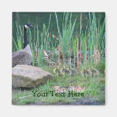 Canada Geese Mam Babies Natuur Foto Magnet (Voorkant)