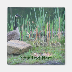 Canada Geese Mam Babies Natuur Foto Magnet
