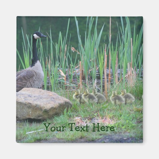 Canada Geese Mam Babies Natuur Foto Magnet (Voorkant)