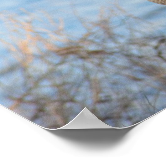 Canada Geese Poster (Hoek)