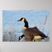 Canada Geese Poster (Voorkant)