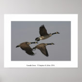 Canada Geese Poster (Voorkant)