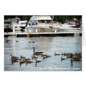 Canada Geese w Babies bij Hull Marina QC Canada (Voorkant Horizontaal)