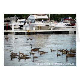 Canada Geese w Babies bij Hull Marina QC Canada