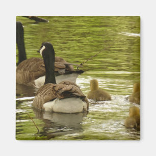 Canada Gese and Goslings Magnet