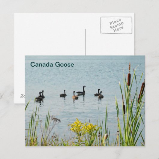 Canada Gese en Cattails Briefkaart (Voorkant / Achterkant)