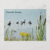Canada Gese en Cattails Briefkaart (Voorkant)