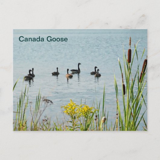 Canada Gese en Cattails Briefkaart (Voorkant)