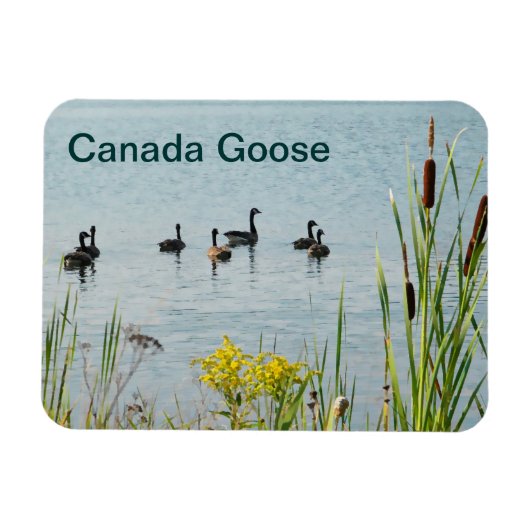 Canada Gese en Cattails Magneet (Horizontaal)