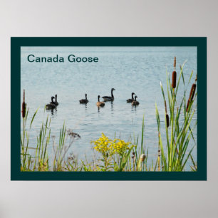 Canada Gese en Cattails Poster