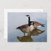 Canada Gese in het meer Briefkaart (Voorkant / Achterkant)