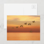 Canada Gese in vlucht op zonsondergang Briefkaart (Voorkant / Achterkant)