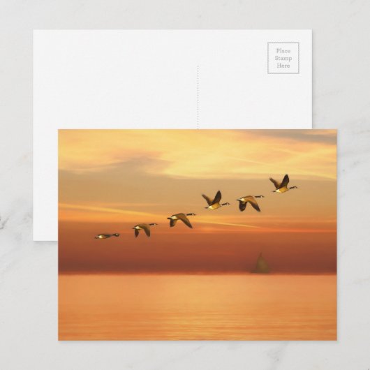 Canada Gese in vlucht op zonsondergang Briefkaart (Voorkant / Achterkant)