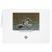 Canada Gese met Goslings (Achterkant Horizontaal)