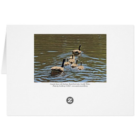 Canada Gese met Goslings (Achterkant Horizontaal)