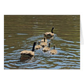 Canada Gese met Goslings (Voorkant Horizontaal)