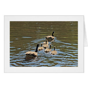Canada Gese met Goslings (Bordered)