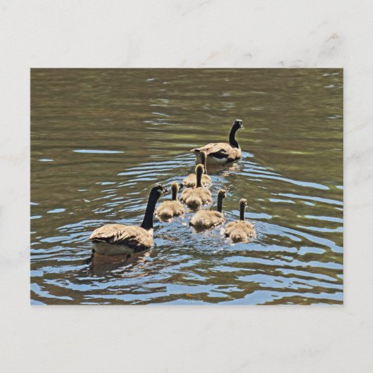 Canada Gese met Goslings Briefkaart (Voorkant)