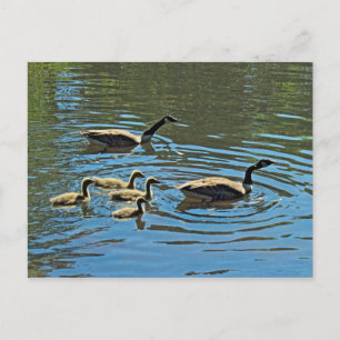 Canada Gese met Goslings Briefkaart