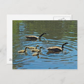 Canada Gese met Goslings Briefkaart (Voorkant / Achterkant)