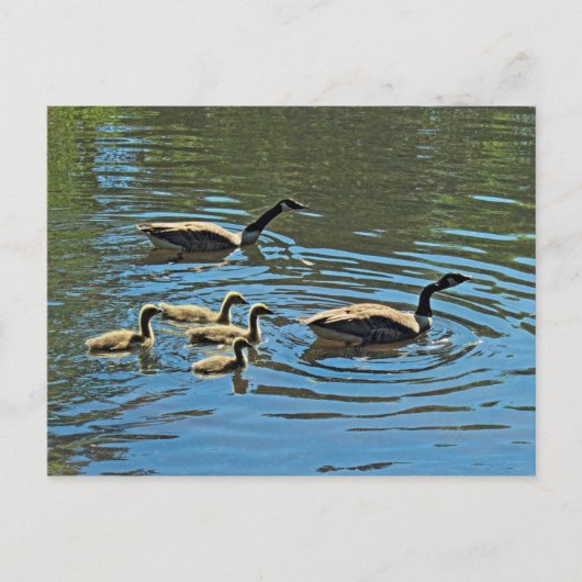 Canada Gese met Goslings Briefkaart (Voorkant)