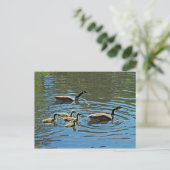 Canada Gese met Goslings Briefkaart (Staand voorkant)