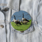 Canada Gese op de gras door de Button Water (In situ)