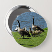 Canada Gese op de gras door de Button Water (Voorkant /achterkant)