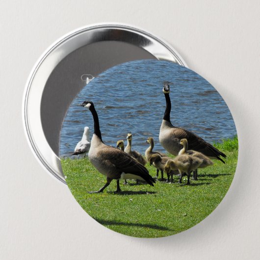 Canada Gese op de gras door de Button Water (Voorkant /achterkant)