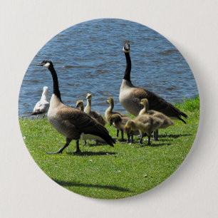 Canada Gese op de gras door de Button Water