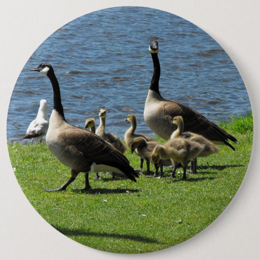 Canada Gese op de gras door de Button Water (Voorkant)