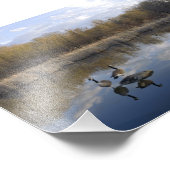 Canada Gese Perch in Pond Foto Afdruk (Hoek)