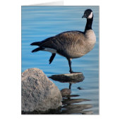 Canada Goose (Voorkant)