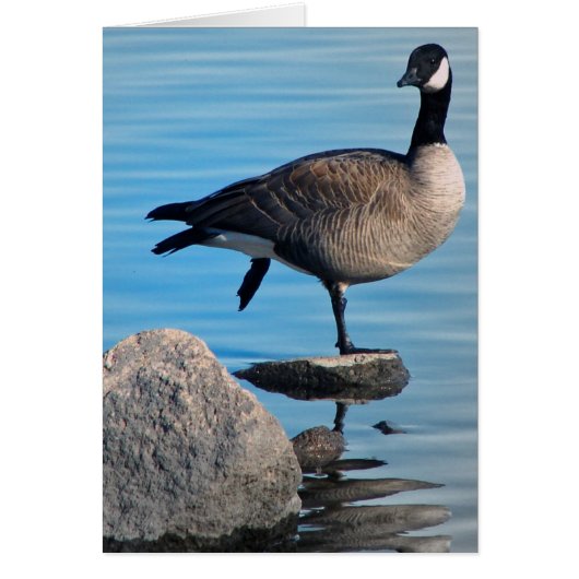 Canada Goose (Voorkant)