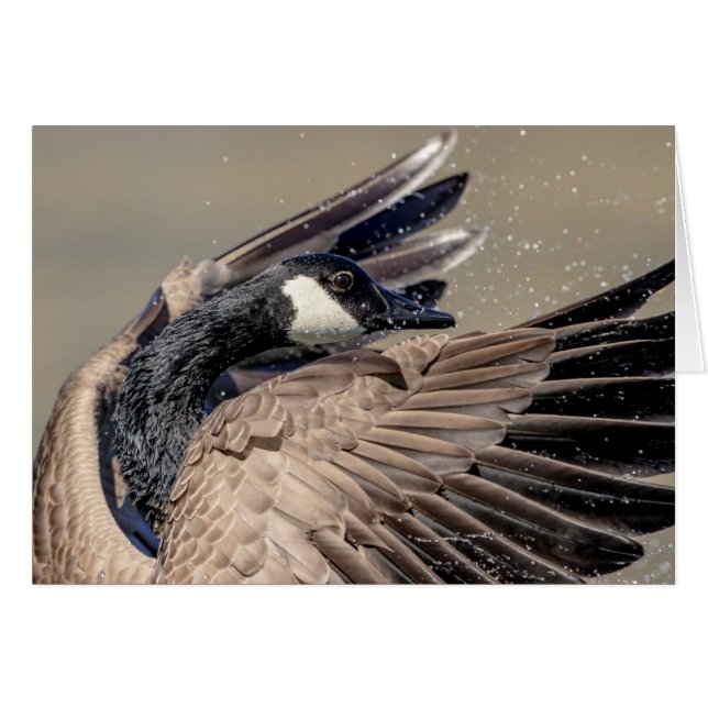 Canada Goose (Voorkant Horizontaal)