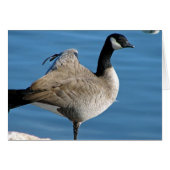 Canada Goose (Voorkant Horizontaal)