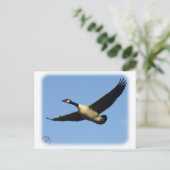 Canada Goose 9R005D-123 Briefkaart (Staand voorkant)