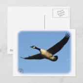 Canada Goose 9R005D-123 Briefkaart (Voorkant / Achterkant)