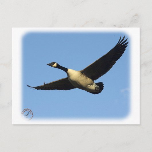 Canada Goose 9R005D-123 Briefkaart (Voorkant)