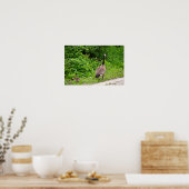 Canada Goose and Gosling Poster (Keuken)