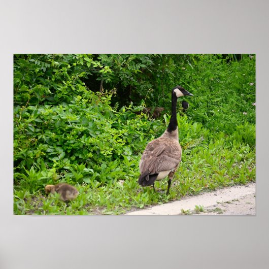 Canada Goose and Gosling Poster (Voorkant)