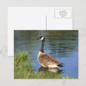 Canada Goose Animal Art Briefkaart (Voorkant / Achterkant)