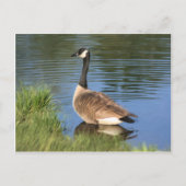 Canada Goose Animal Art Briefkaart (Voorkant)