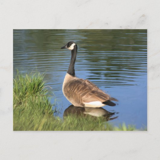 Canada Goose Animal Art Briefkaart (Voorkant)
