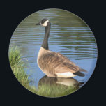 Canada Goose Animal Art Magnet<br><div class="desc">Mooie Canadese gans aan de wal. Digitale oliefotografie van Susan. Neem contact met me op als je hulp nodig hebt of een aanvraag hebt. Dit afbeelding is beschikbaar op veel producten op mijn galerij. Bezoek Smilin' Eyes Treasures om meer foto's van bloemen en naturen en digitale kunstkaarten en geschenken te...</div>