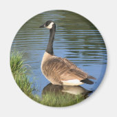Canada Goose Animal Art Magnet (Voorkant)